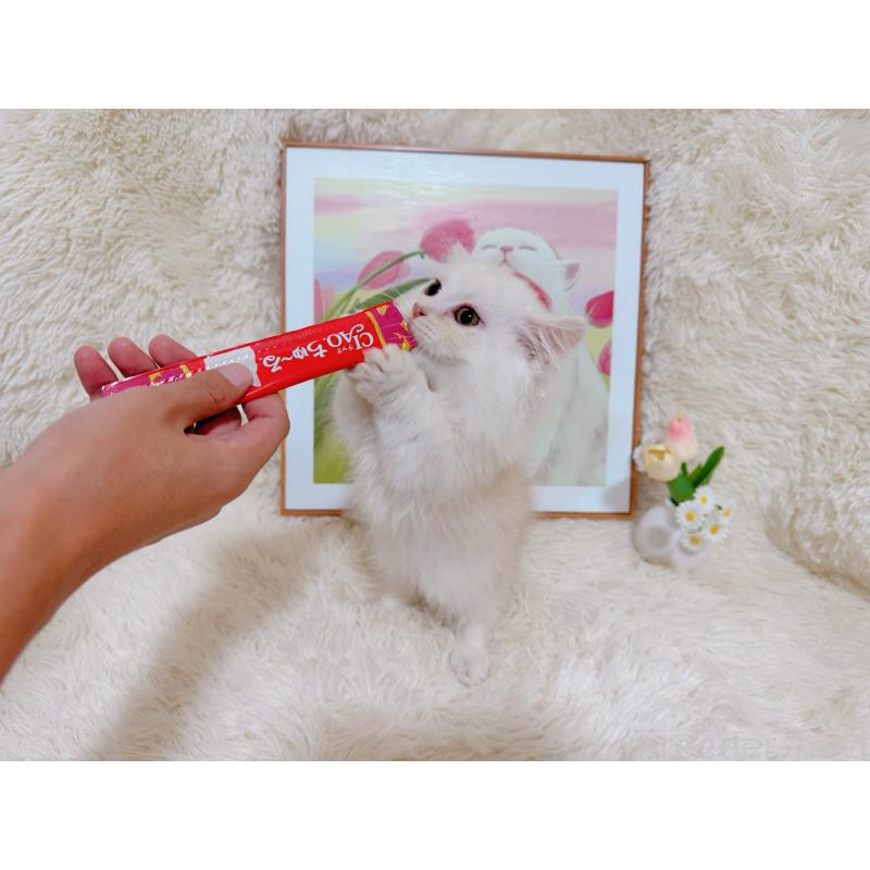 販売中の千葉県のミヌエット(短足)-129781の9枚目