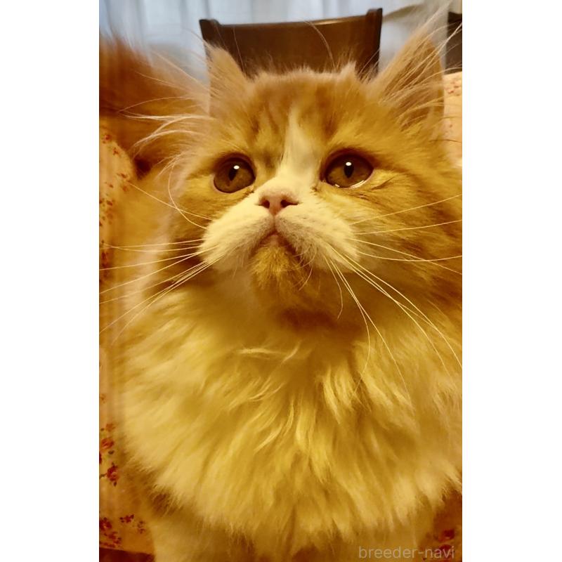 販売中の大阪府のエキゾチックロングヘア-130285の4枚目