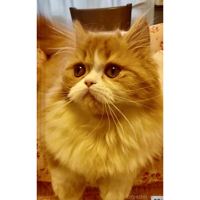 販売中の大阪府のエキゾチックロングヘア-130285の2枚目