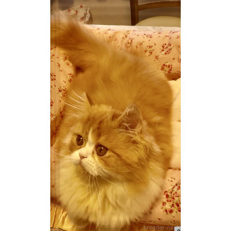 販売中の大阪府のエキゾチックロングヘア-130285の3枚目