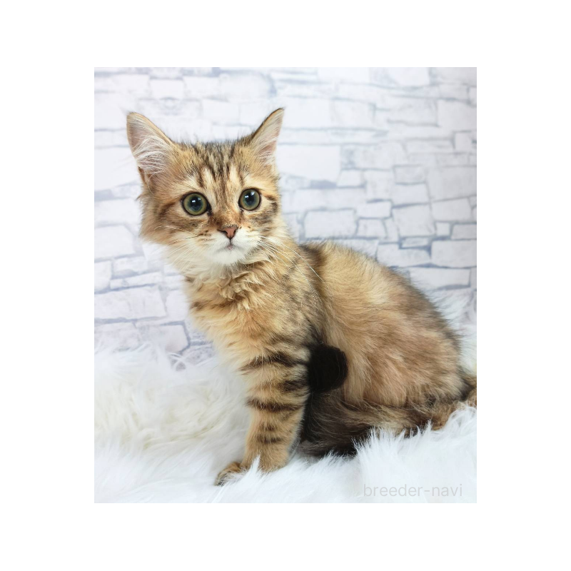 販売中の千葉県のサイベリアン-130695の1枚目