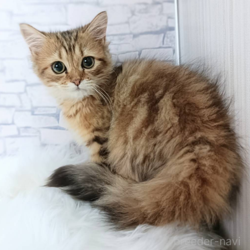 販売中の千葉県のサイベリアン-130695の6枚目