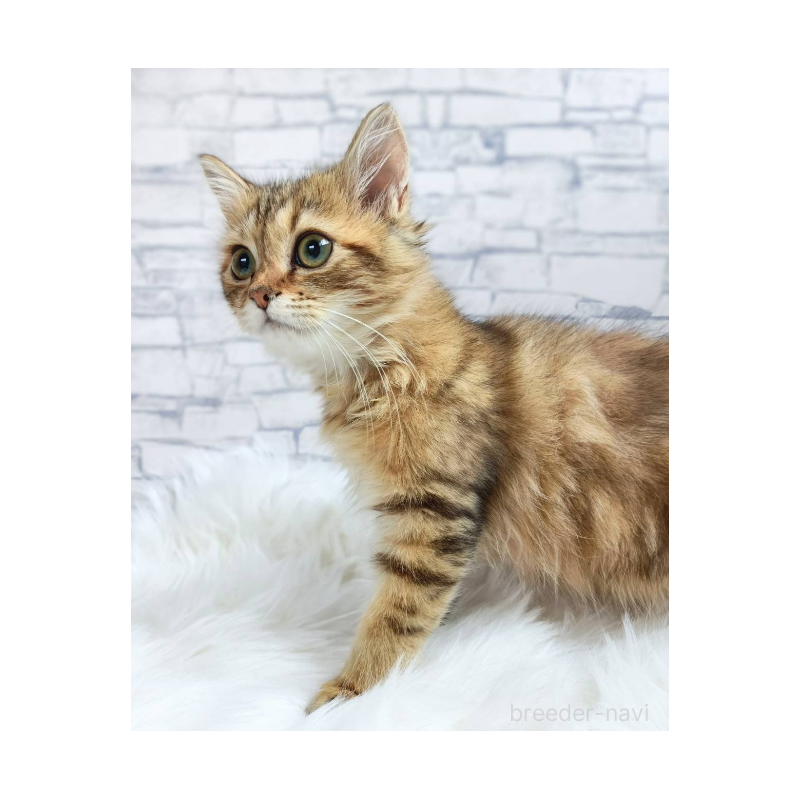 販売中の千葉県のサイベリアン-130695の4枚目