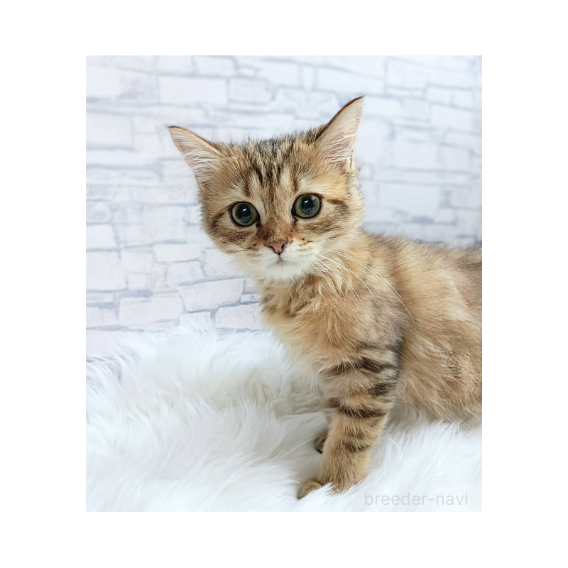 販売中の千葉県のサイベリアン-130695の3枚目