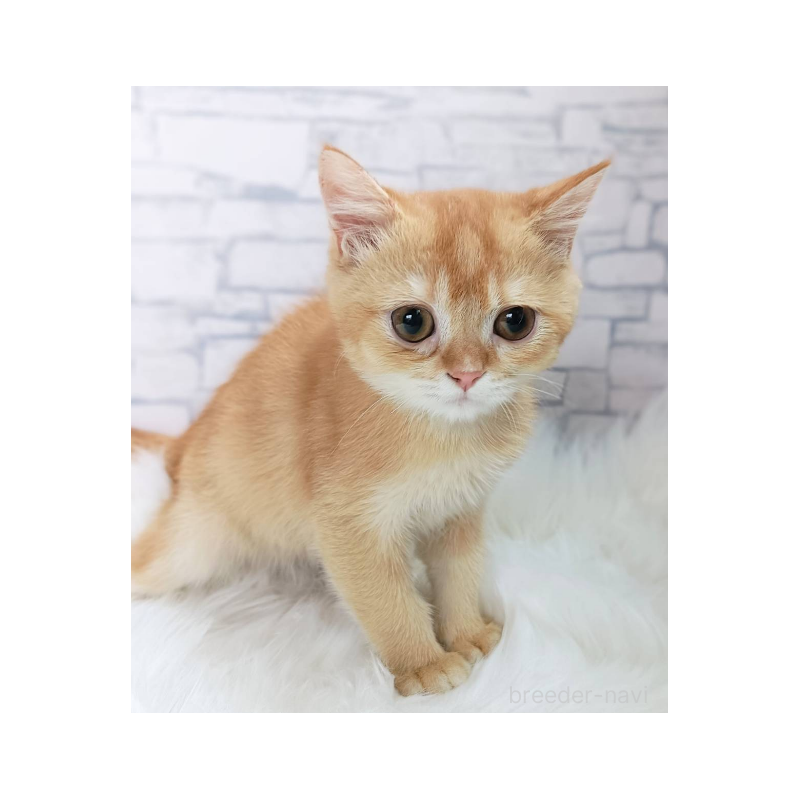 販売中の千葉県のブリティッシュショートヘア-130696