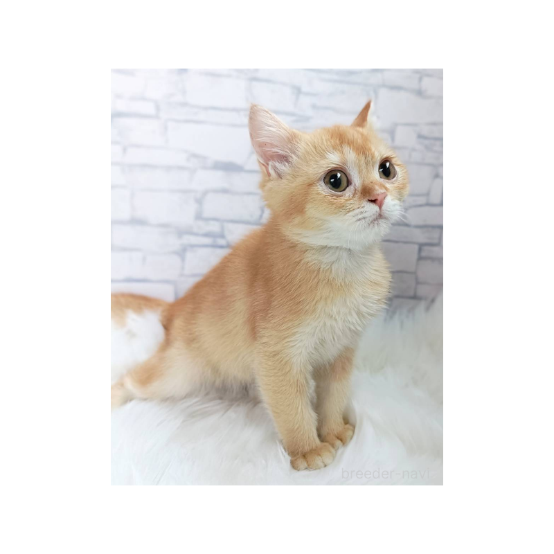 販売中の千葉県のブリティッシュショートヘア-130696の6枚目