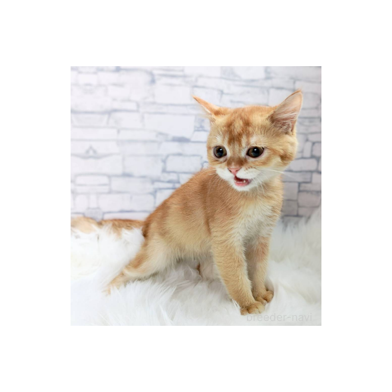 販売中の千葉県のブリティッシュショートヘア-130696の5枚目