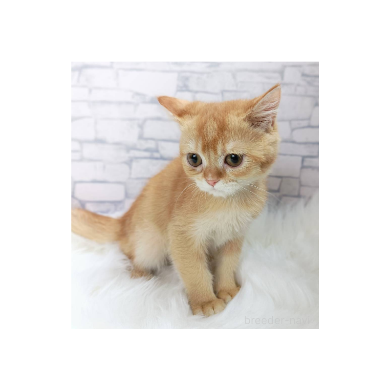 販売中の千葉県のブリティッシュショートヘア-130696の3枚目