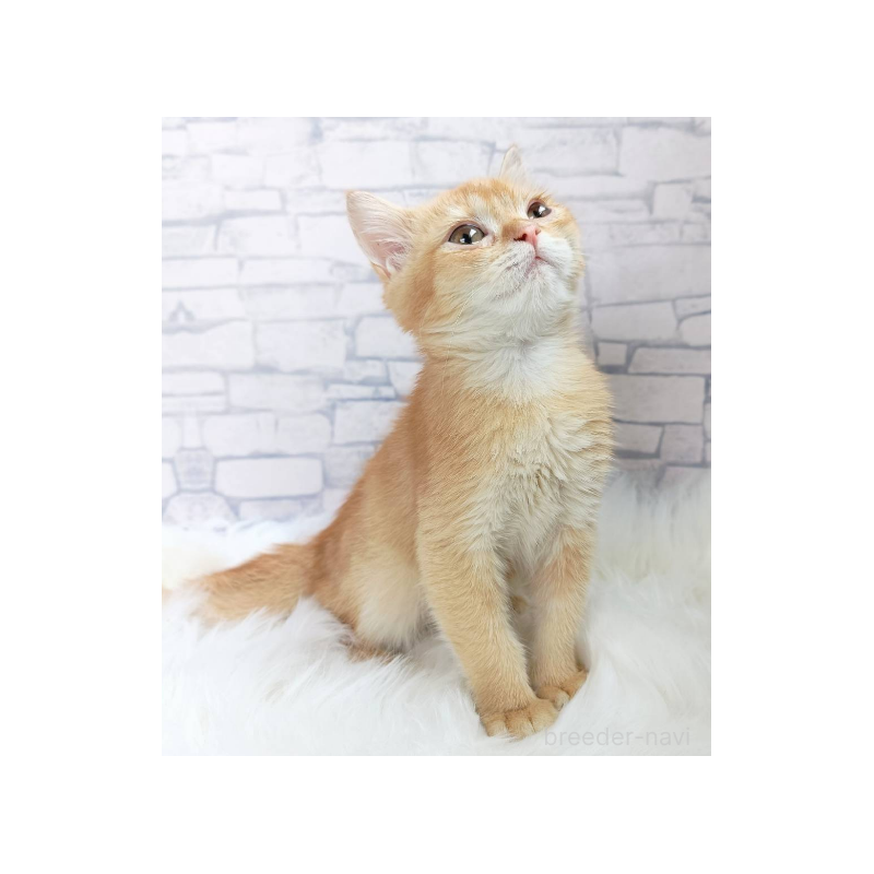 販売中の千葉県のブリティッシュショートヘア-130696の4枚目