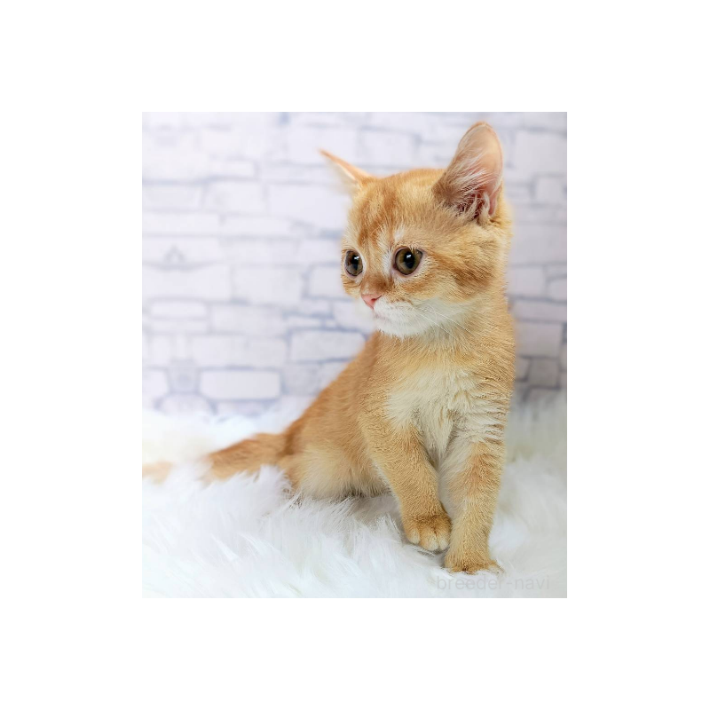 販売中の千葉県のブリティッシュショートヘア-130696の2枚目