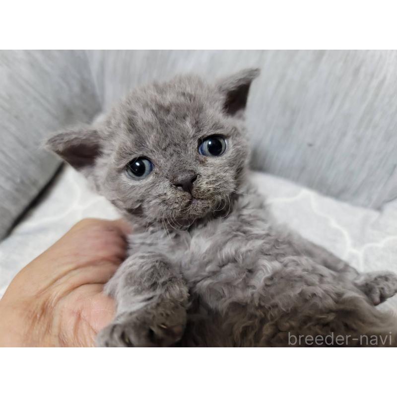 販売中の愛知県のセルカークレックス-130697の15枚目