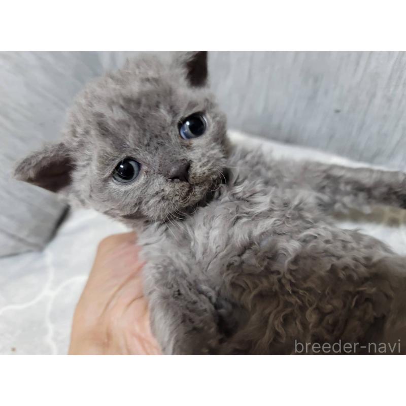 販売中の愛知県のセルカークレックス-130697の14枚目