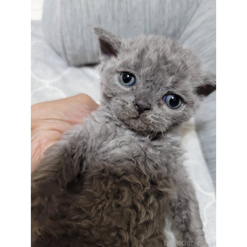 販売中の愛知県のセルカークレックス-130697の13枚目