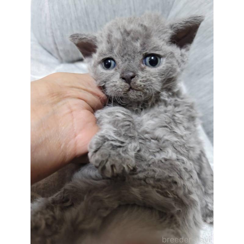 販売中の愛知県のセルカークレックス-130697の12枚目