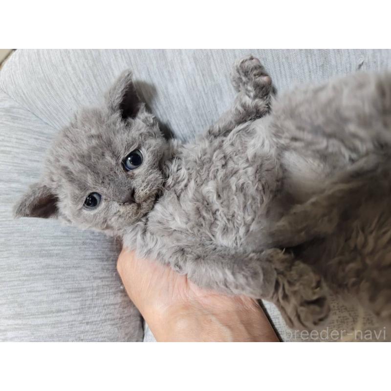 販売中の愛知県のセルカークレックス-130697の11枚目