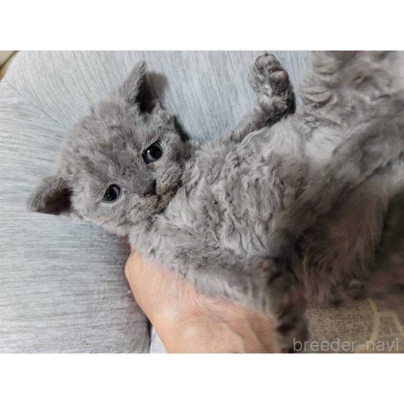 販売中の愛知県のセルカークレックス-130697の10枚目