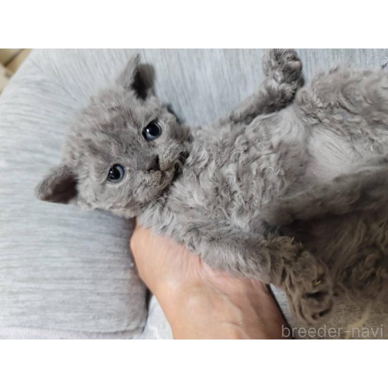 販売中の愛知県のセルカークレックス-130697の9枚目