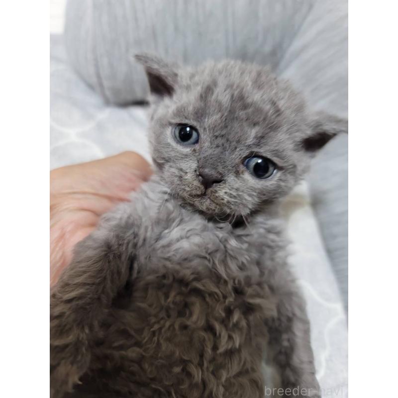 販売中の愛知県のセルカークレックス-130697の8枚目