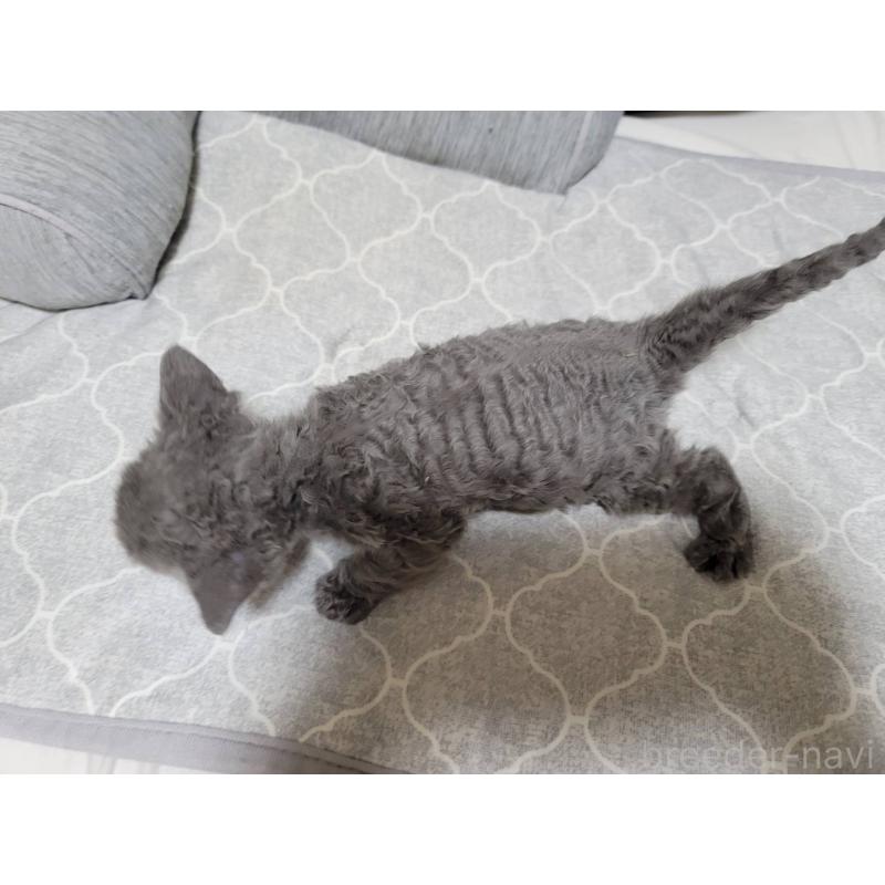 販売中の愛知県のセルカークレックス-130697の7枚目