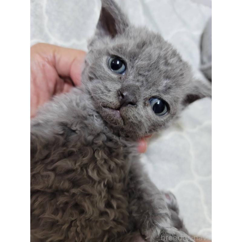 販売中の愛知県のセルカークレックス-130697の5枚目