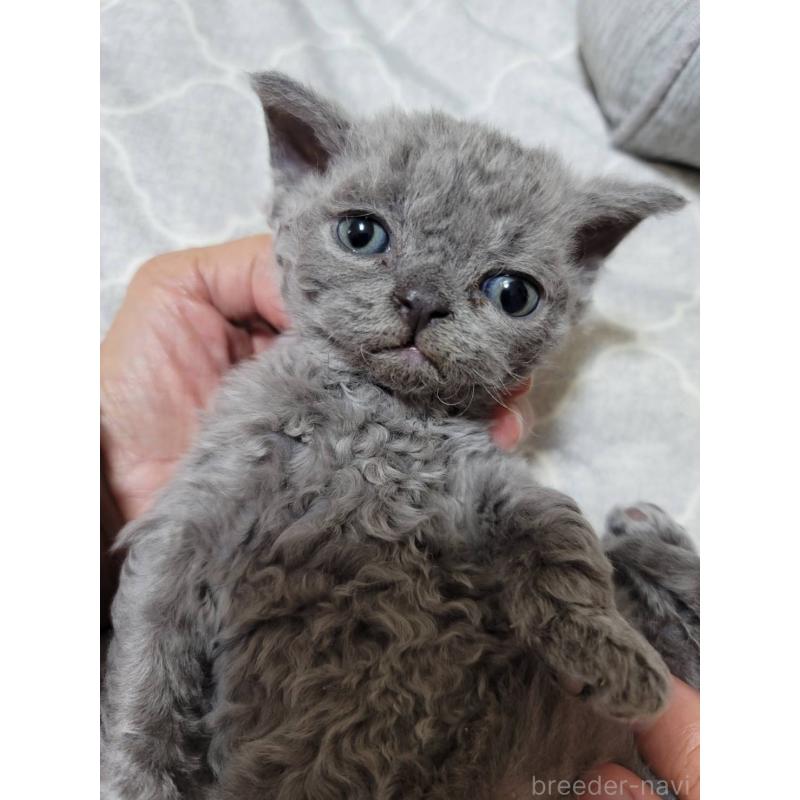 販売中の愛知県のセルカークレックス-130697の6枚目