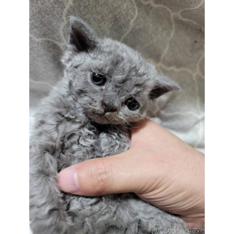 販売中の愛知県のセルカークレックス-130697の4枚目