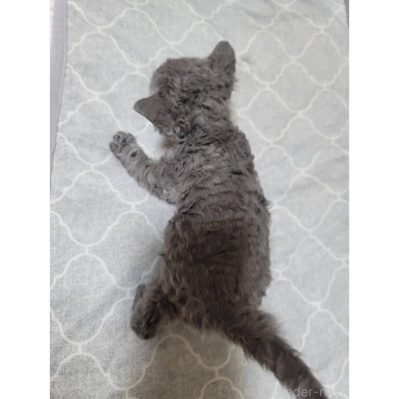 販売中の愛知県のセルカークレックス-130697の3枚目