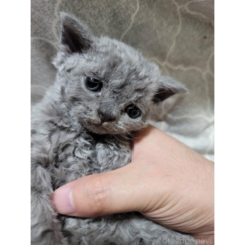 販売中の愛知県のセルカークレックス-130697の2枚目