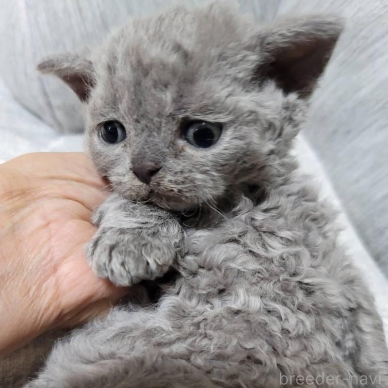 販売中の愛知県のセルカークレックス-130697の1枚目