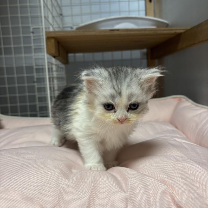 販売中の香川県のスコティッシュフォールド-130698の5枚目