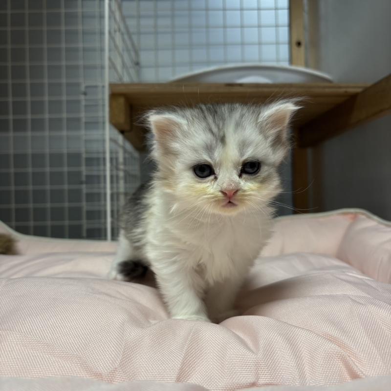 販売中の香川県のスコティッシュフォールド-130698