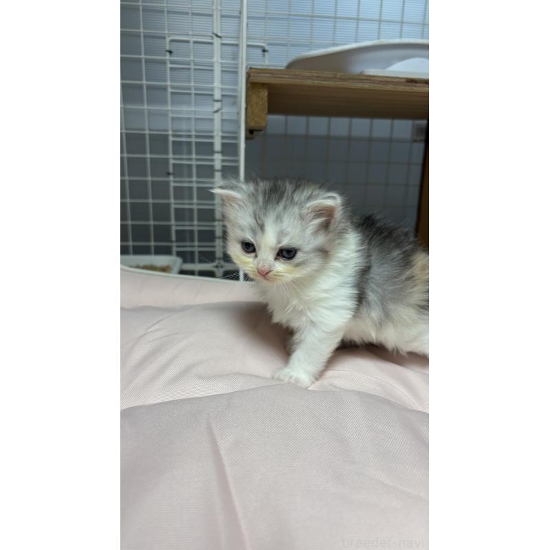 販売中の香川県のスコティッシュフォールド-130698の3枚目