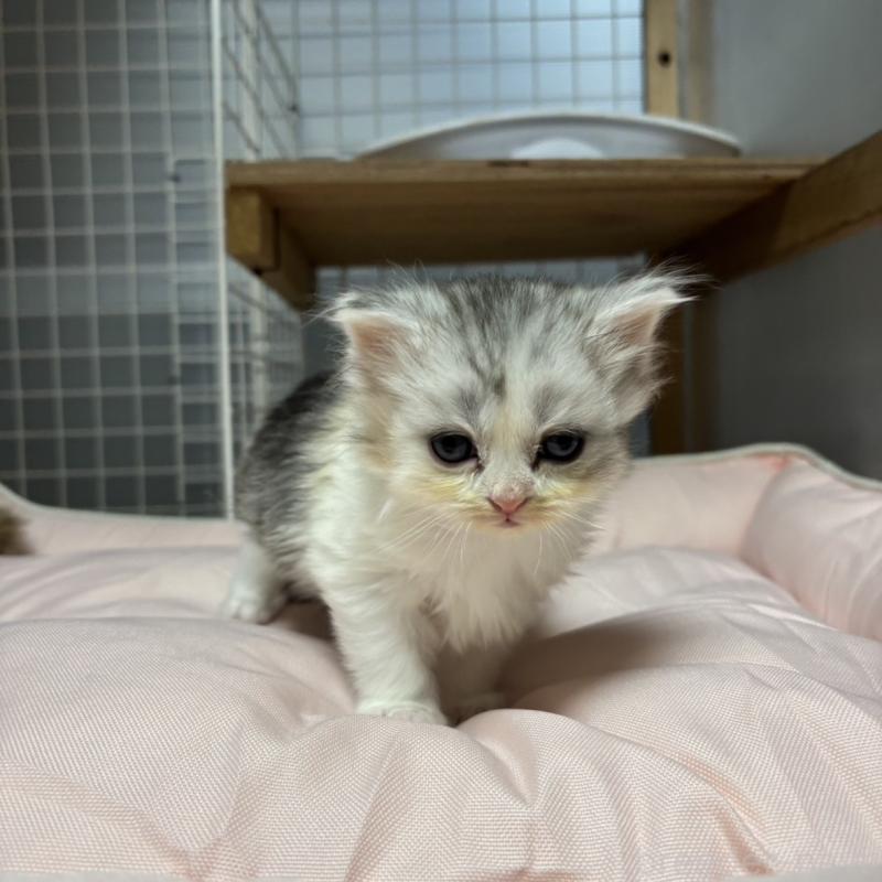 販売中の香川県のスコティッシュフォールド-130698の2枚目