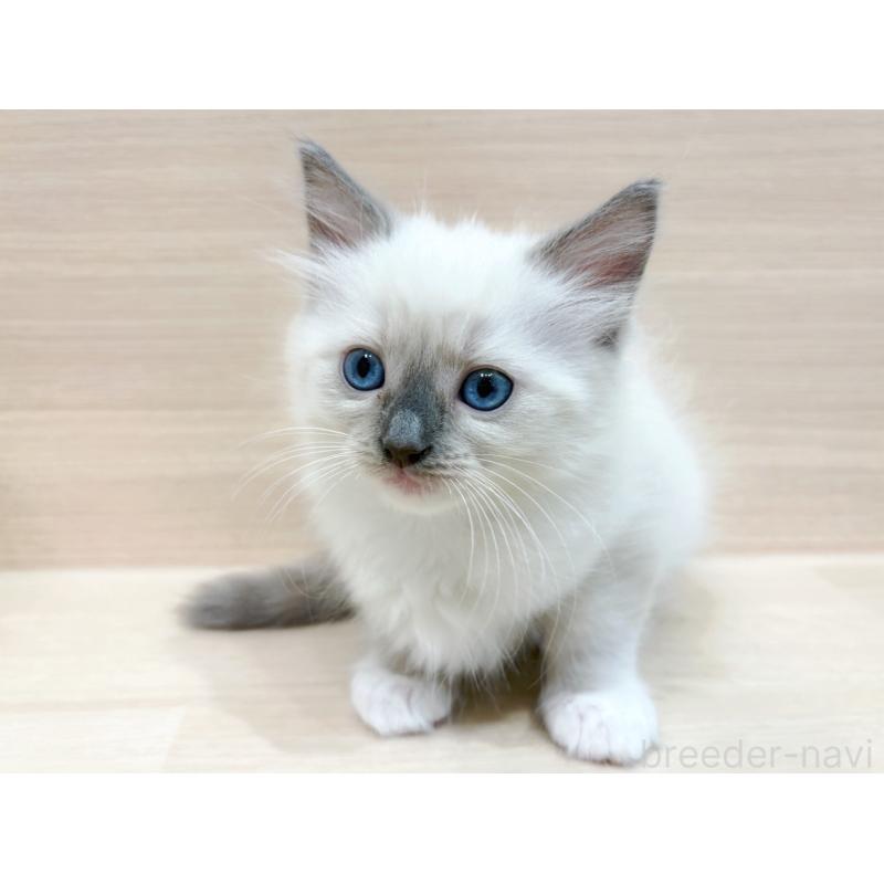 販売中ののネヴァマスカレード-130701