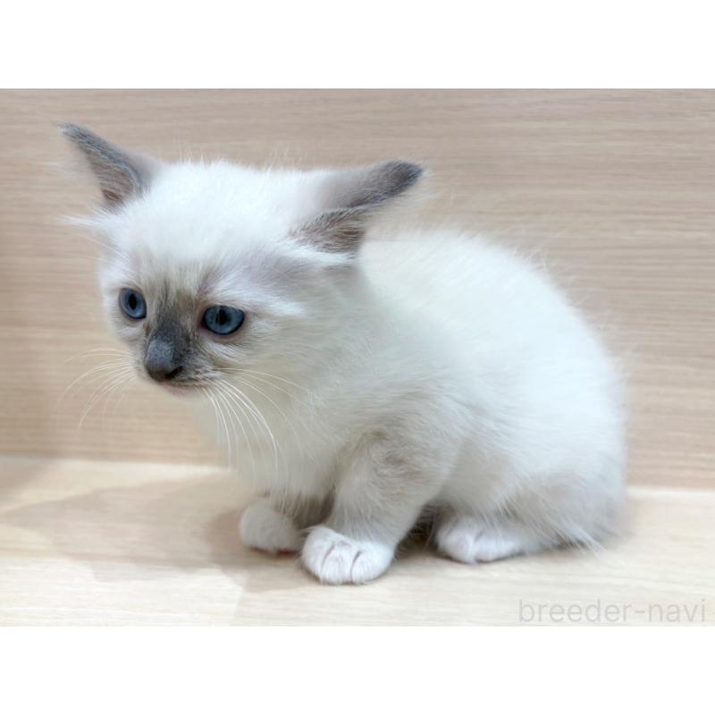 販売中の東京都のネヴァマスカレード-130701の5枚目