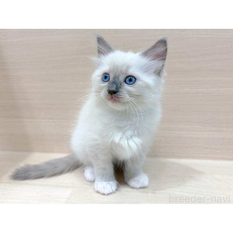 販売中の東京都のネヴァマスカレード-130701の4枚目