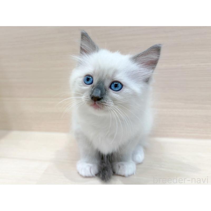 販売中の東京都のネヴァマスカレード-130701の3枚目