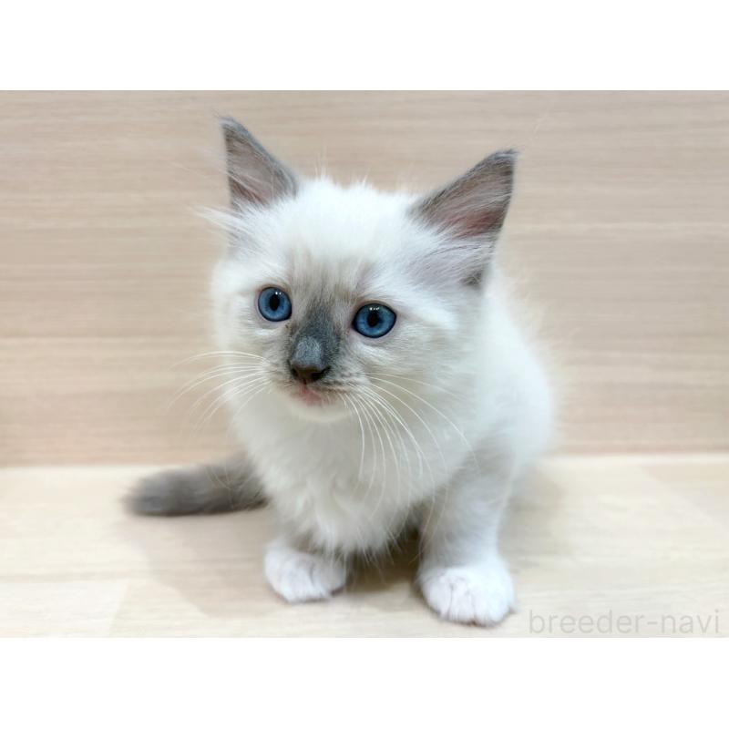 販売中の東京都のネヴァマスカレード-130701の2枚目