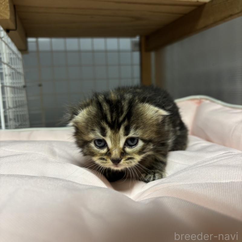 販売中の香川県のスコティッシュフォールド(折れ耳)-130700の7枚目