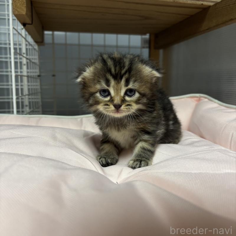 販売中の香川県のスコティッシュフォールド(折れ耳)-130700