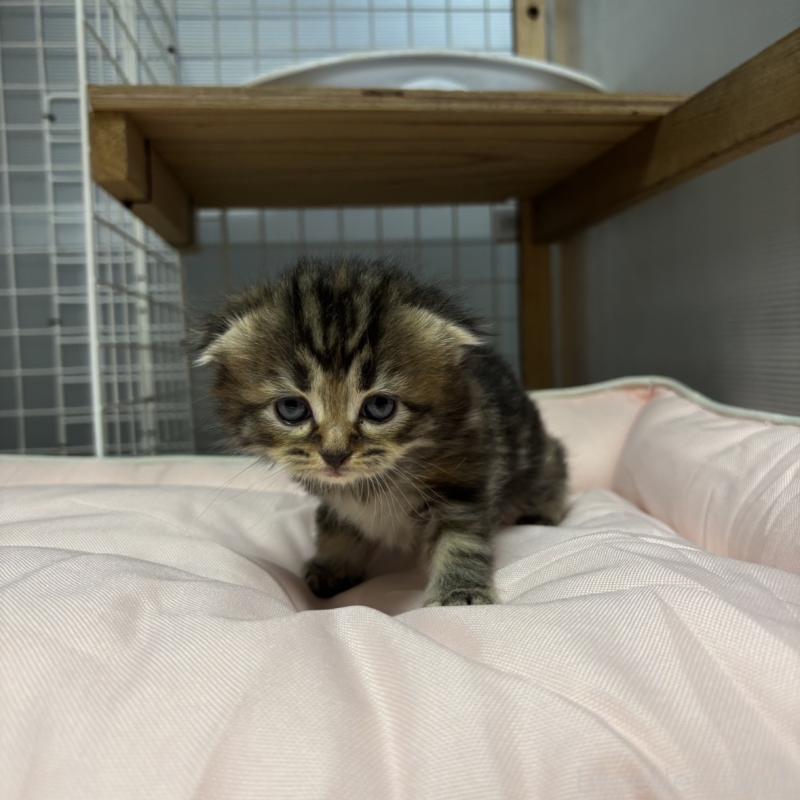 販売中の香川県のスコティッシュフォールド(折れ耳)-130700の6枚目