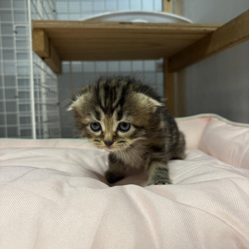 販売中の香川県のスコティッシュフォールド(折れ耳)-130700の5枚目