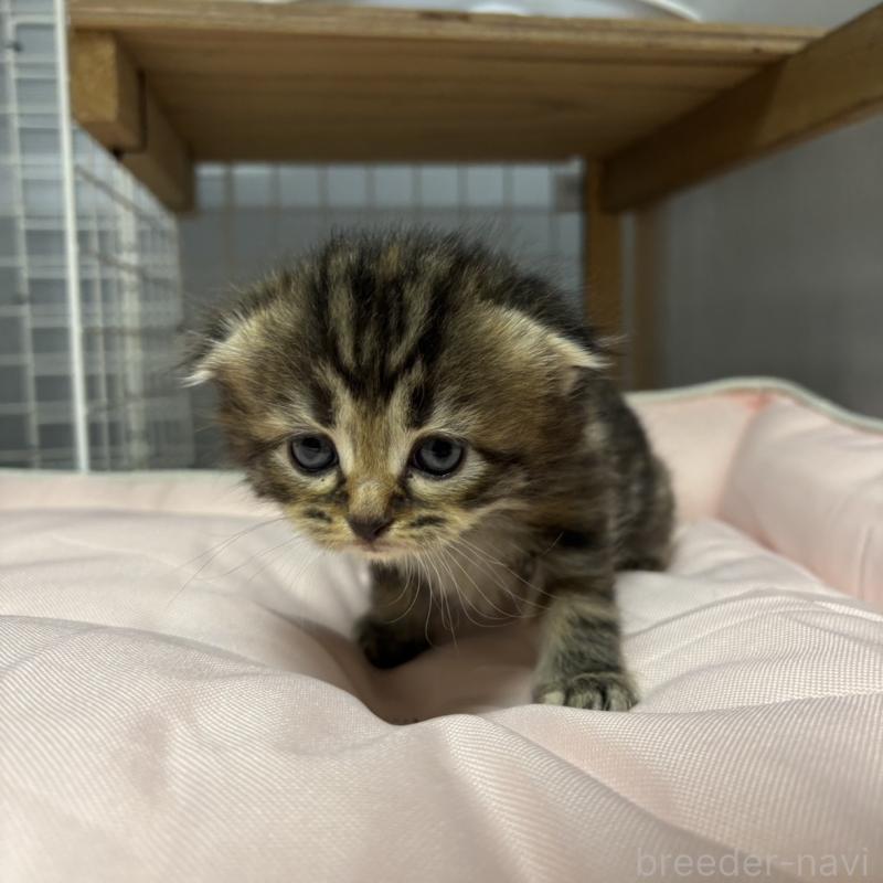 販売中の香川県のスコティッシュフォールド(折れ耳)-130700の4枚目