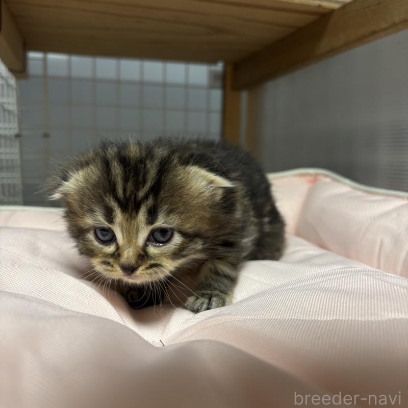 販売中の香川県のスコティッシュフォールド(折れ耳)-130700の3枚目