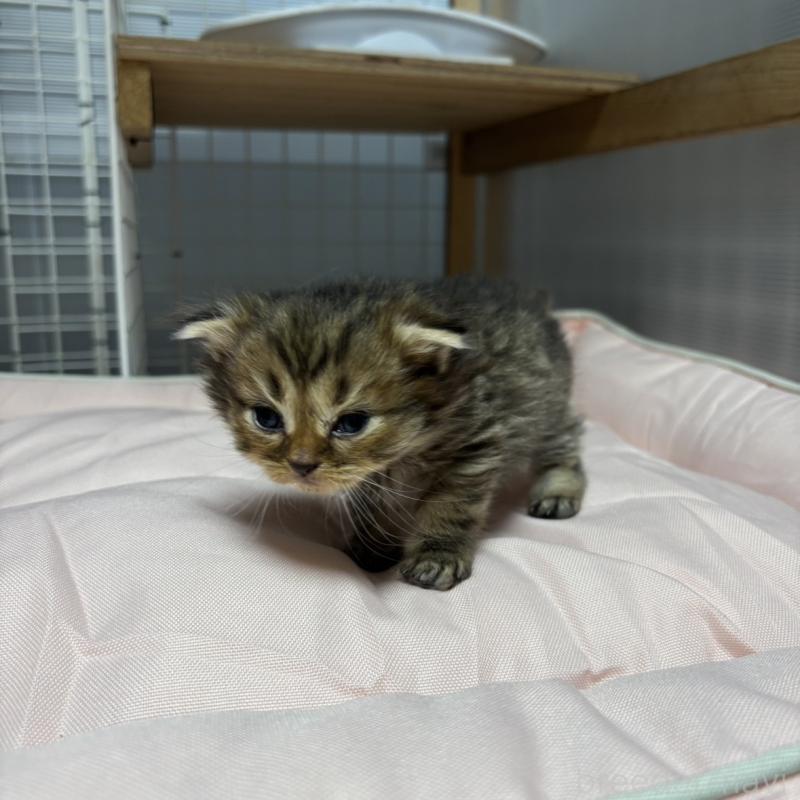 販売中の香川県のスコティッシュフォールド(折れ耳)-130702の6枚目