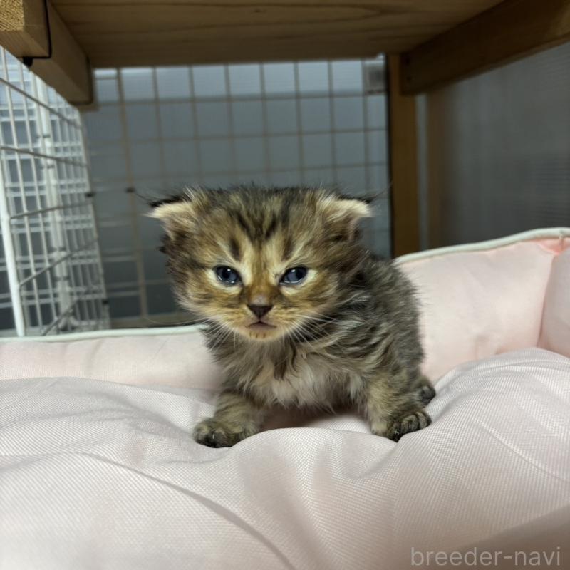 販売中の香川県のスコティッシュフォールド(折れ耳)-130702の1枚目