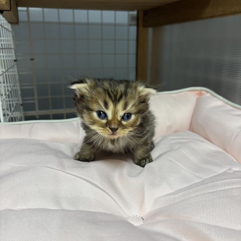 販売中の香川県のスコティッシュフォールド(折れ耳)-130702の5枚目