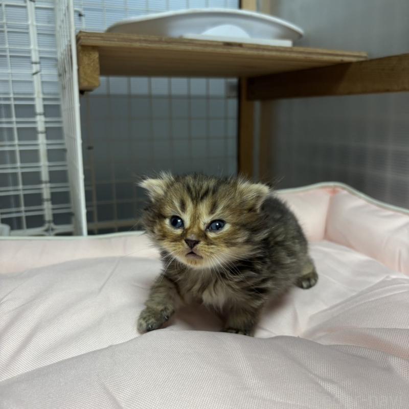 販売中の香川県のスコティッシュフォールド(折れ耳)-130702の4枚目