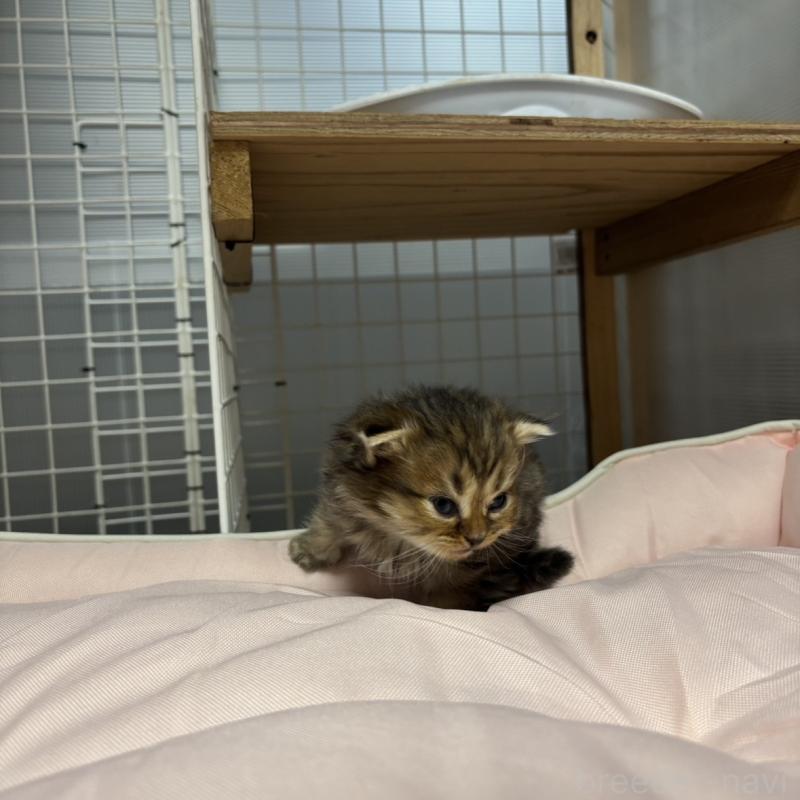 販売中の香川県のスコティッシュフォールド(折れ耳)-130702の3枚目