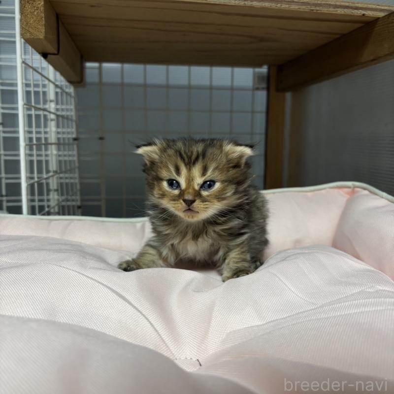 販売中の香川県のスコティッシュフォールド(折れ耳)-130702の2枚目